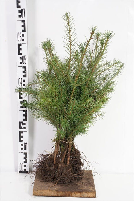 Pseudotsuga menziesii