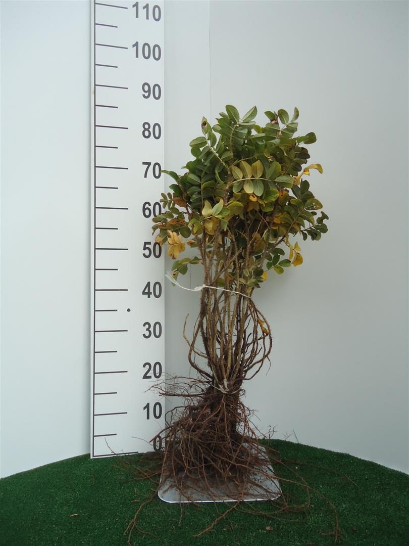 Rosa rugosa 1+1 60-80 cm