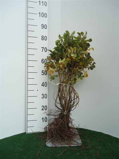 Rosa rugosa 40-60 cm (barrot)