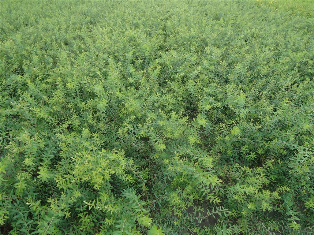 Spiraea cinerea &