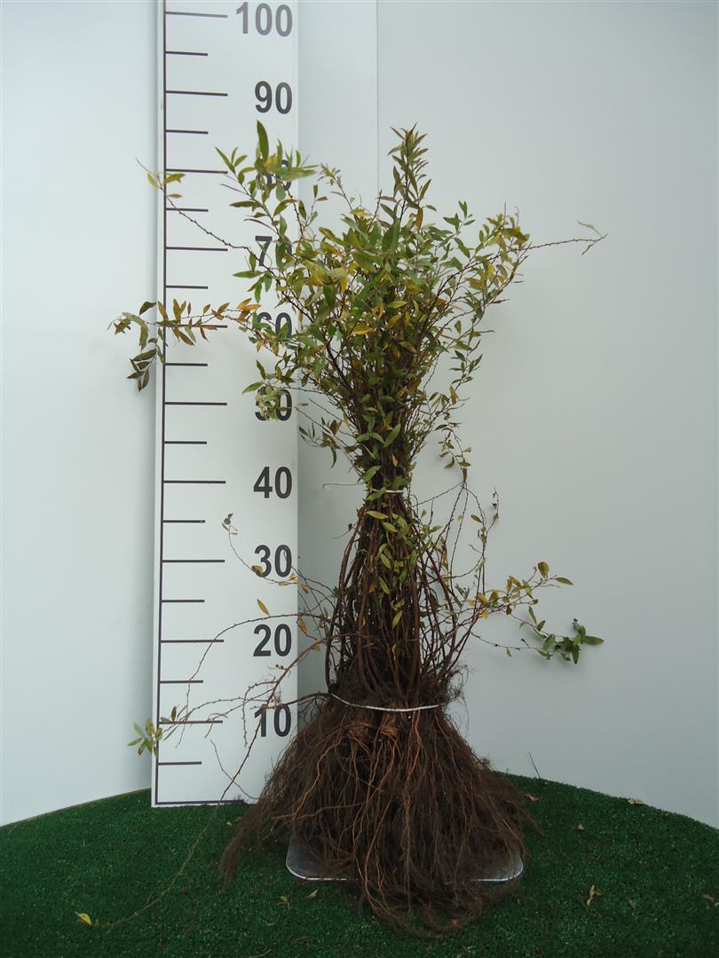 Spiraea cinerea &