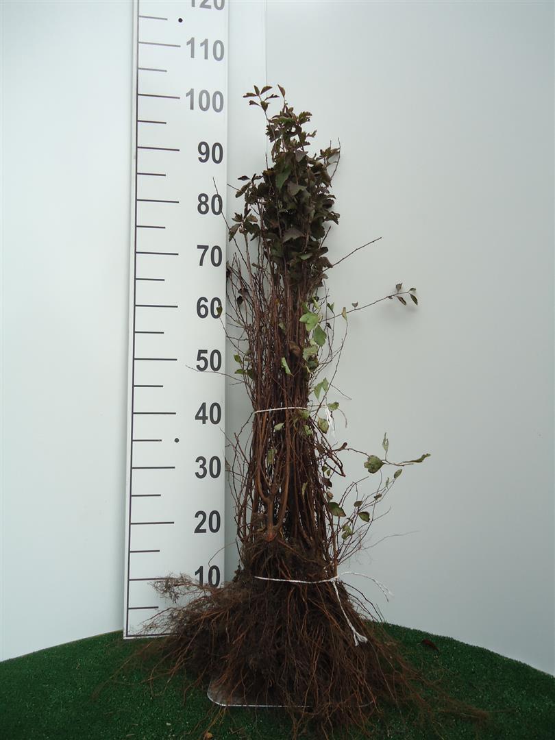 Spiraea vanhouttei - 0+1 40-60 CM
