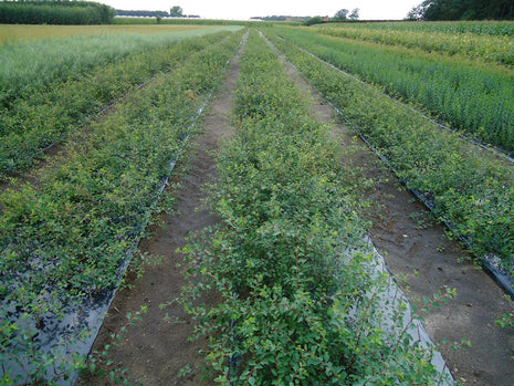 Spiraea vanhouttei