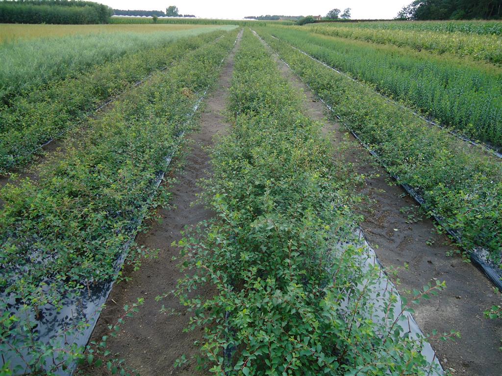 Spiraea vanhouttei 0+1 30-50 cm
