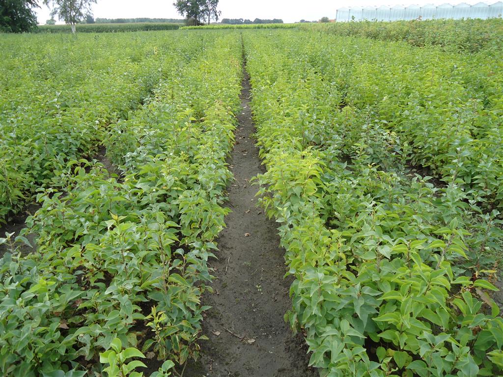Syringa vulgaris C5 (5 liters kruka) 40-60 cm