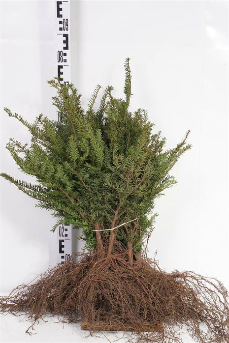 Taxus baccata