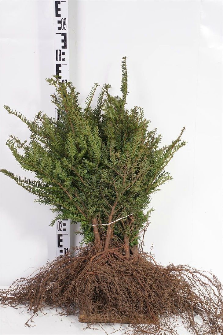 Taxus baccata 20-30 cm (2+2)