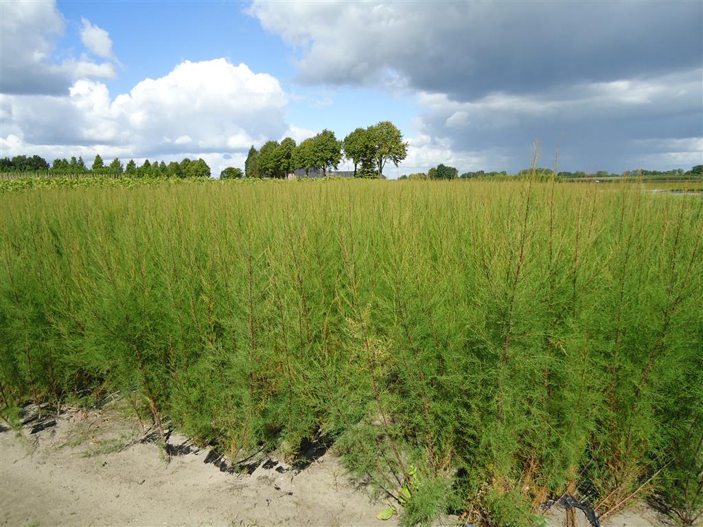 Tamarisk tetrandra - 0+1 50-80 CM