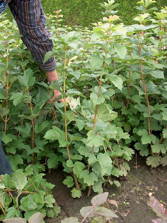 Viburnum opulus 100-125 cm (1+2)