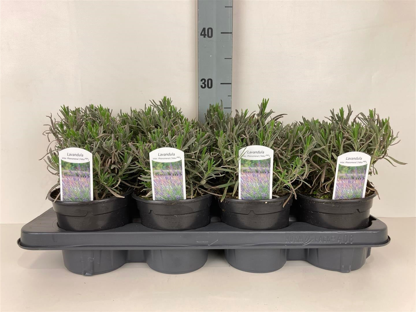 Lavandula int. &
