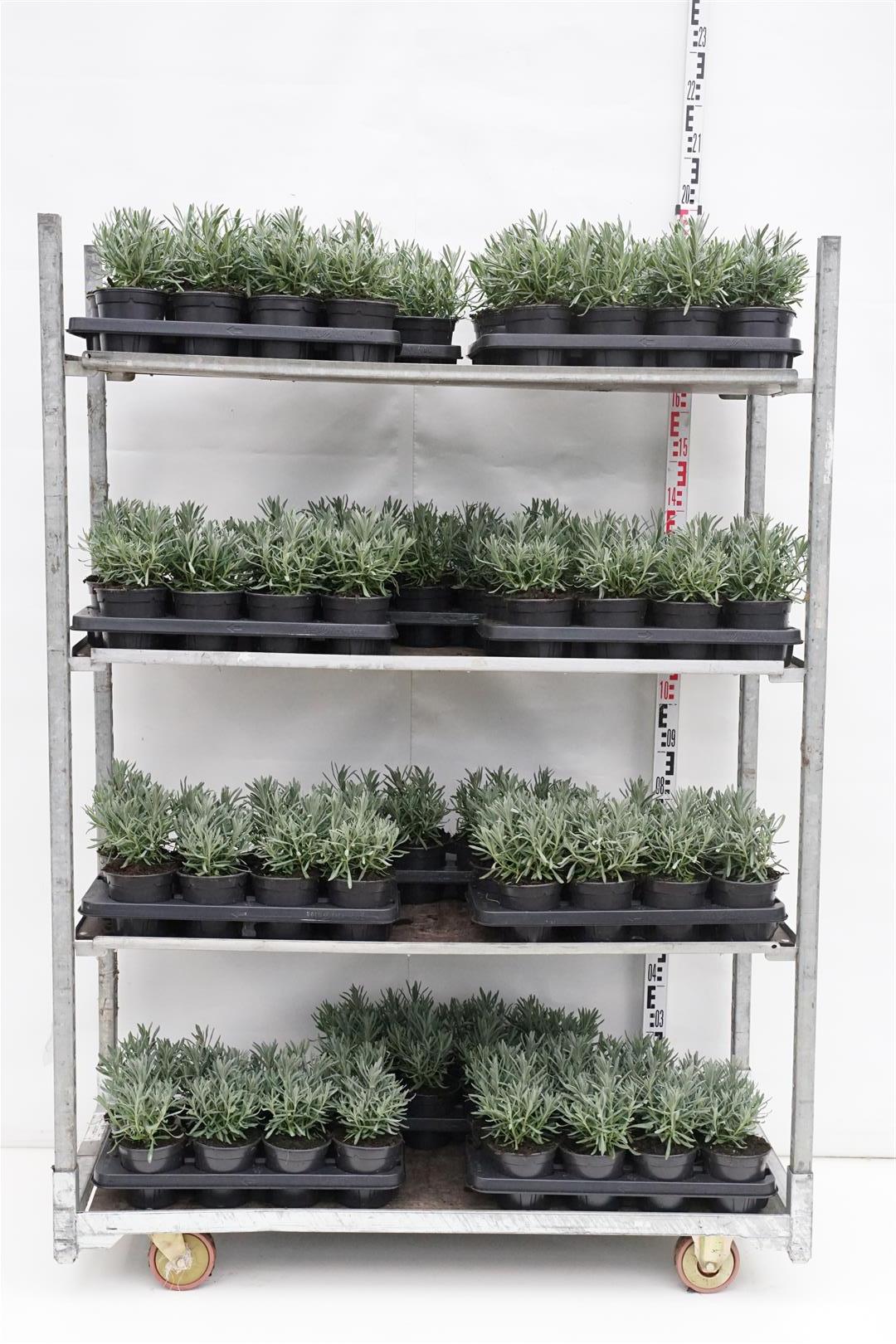 Lavandula int. &