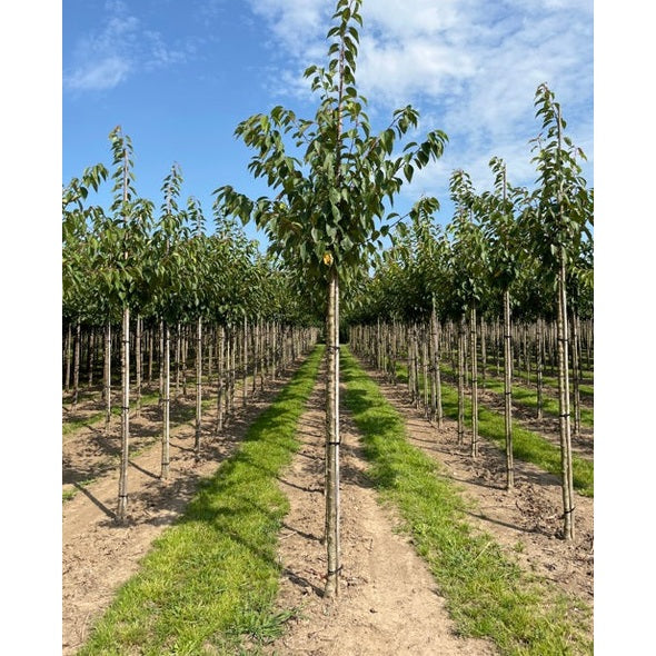Prydnadskörsbär - Prunus serrulata &