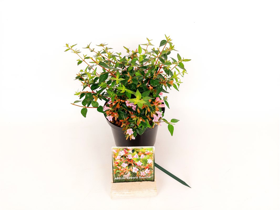 Abelia &