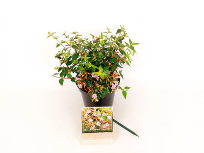 Abelia &