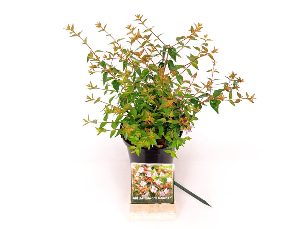Abelia &