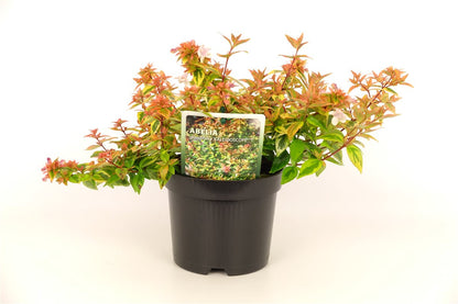 Abelia &