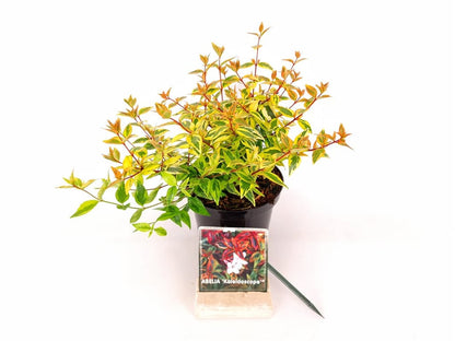 Abelia &