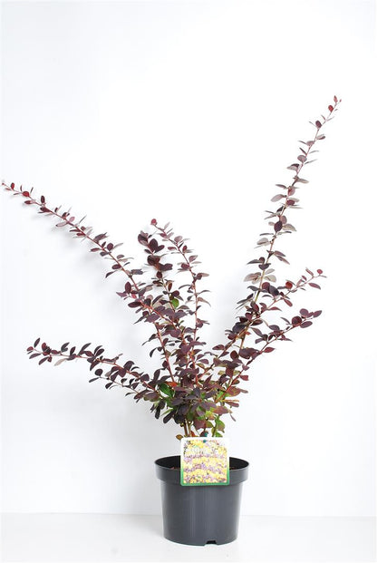 Berberis ott. &
