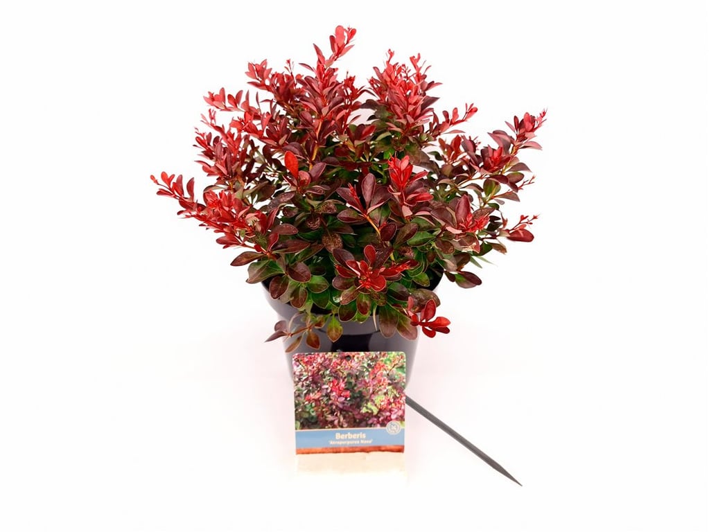 Berberis thunb. &
