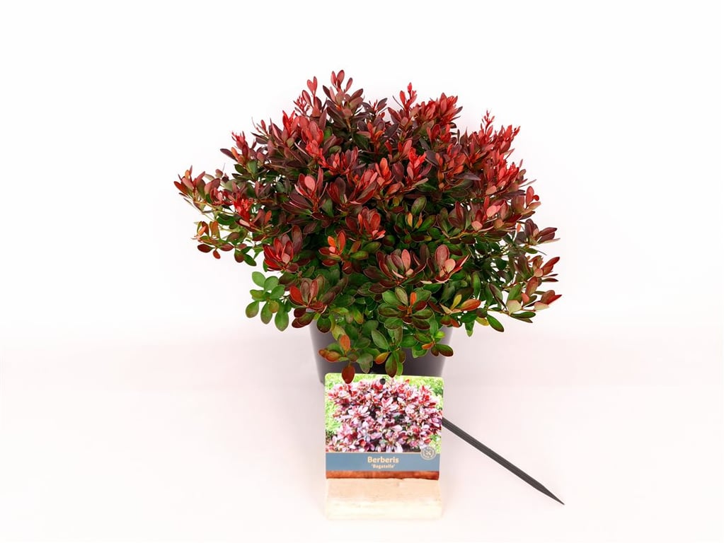 Berberis thunbergii &