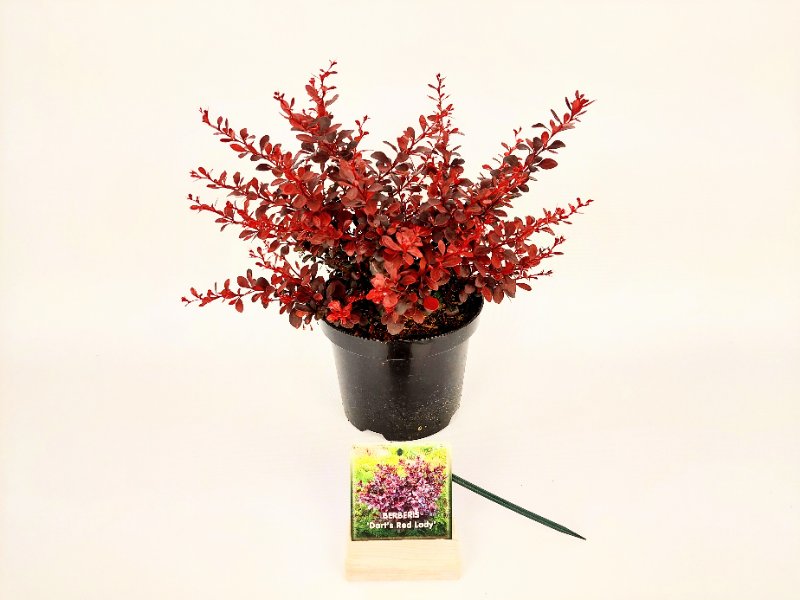 Berberis thunb. &