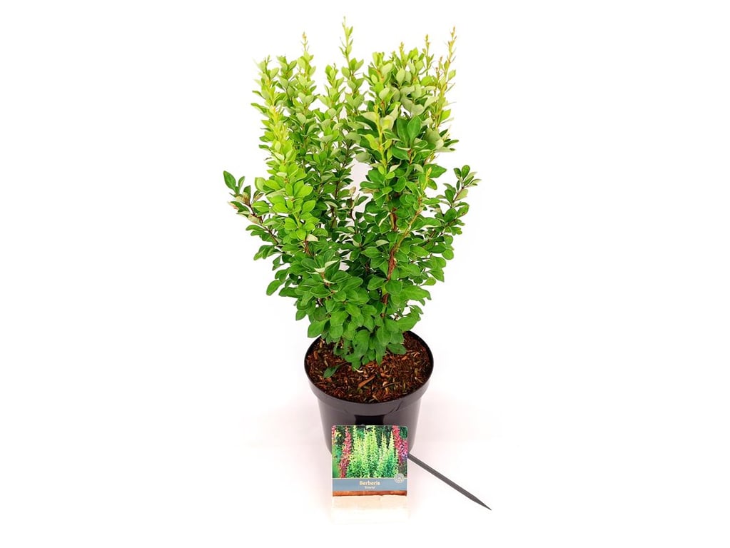 Berberis thunb. &