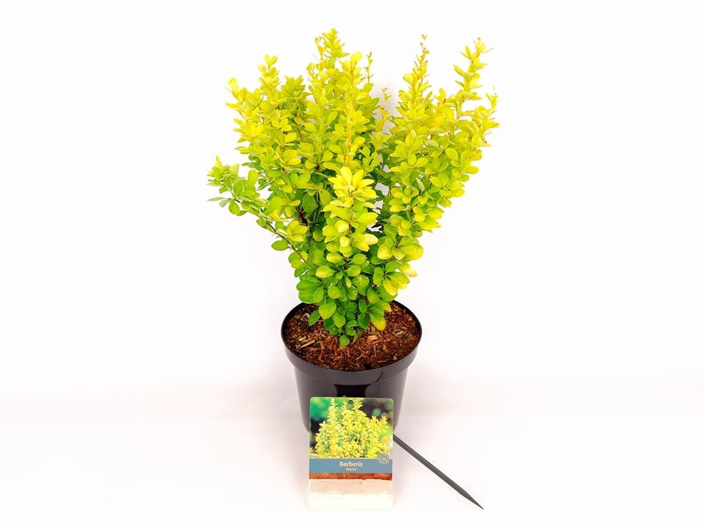 Berberis thunb. &