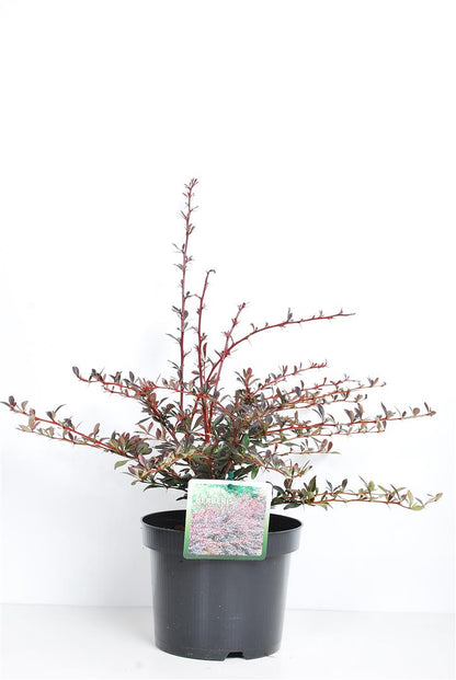 Berberis thunb. &
