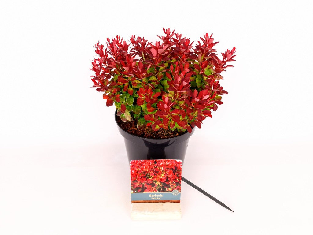 Berberis thunb. &
