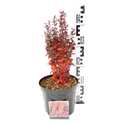 Berberis thunb. &