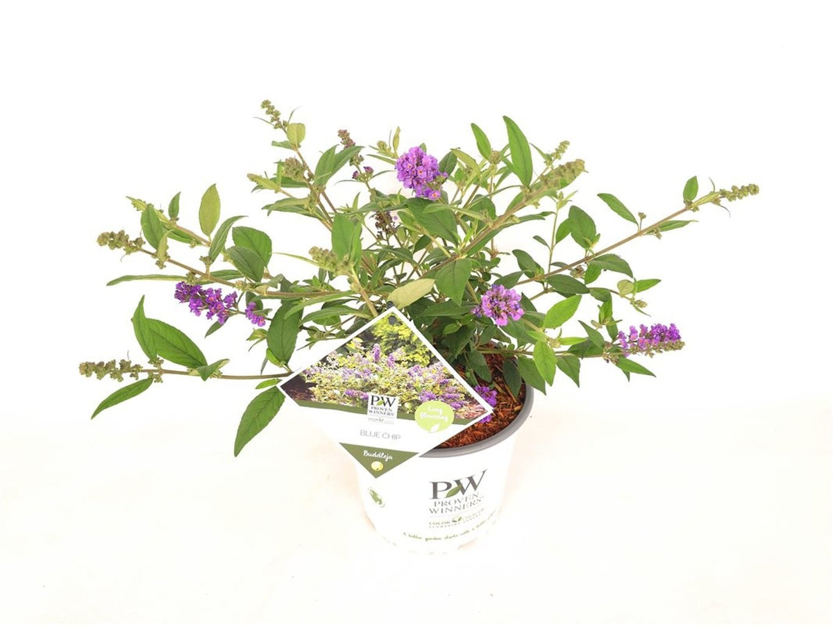 Buddleja d. &