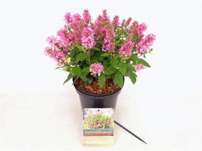 Buddleja d. &