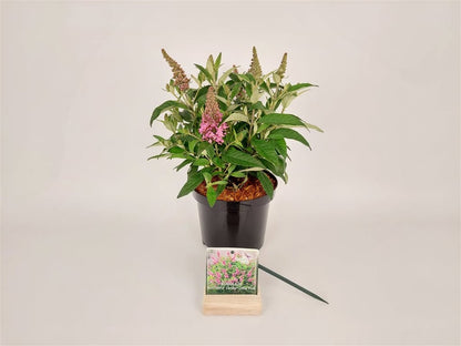 Buddleja d. &