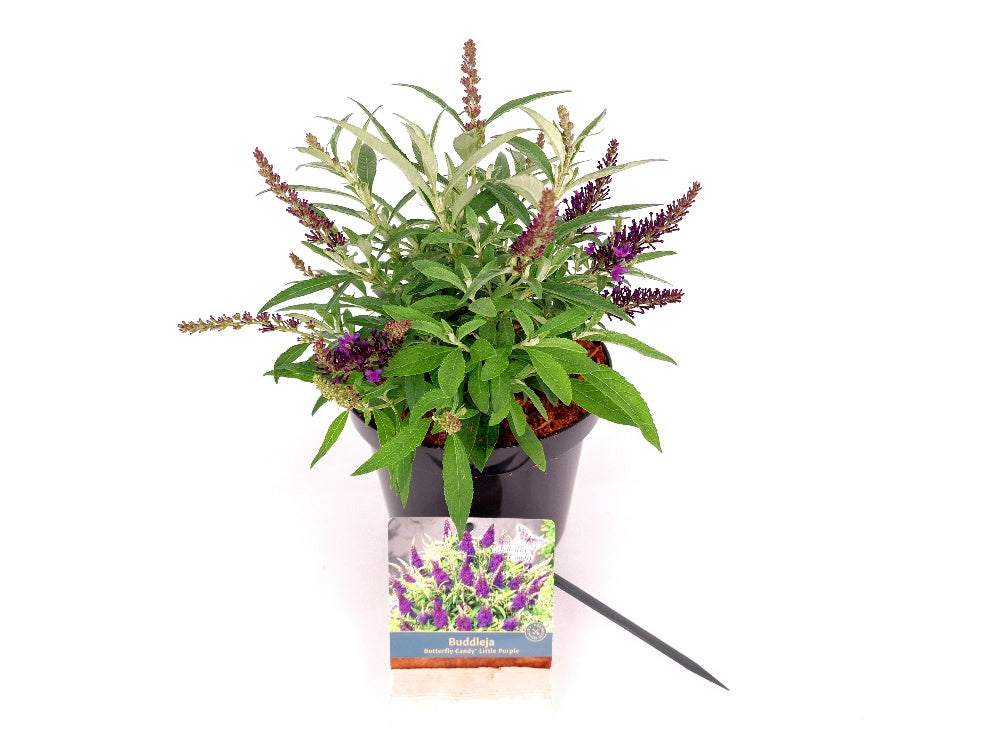 Buddleja d. &
