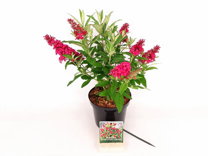 Buddleja d. &