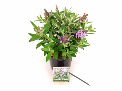 Buddleja d. &
