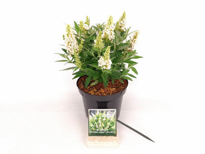 Buddleja davidii &