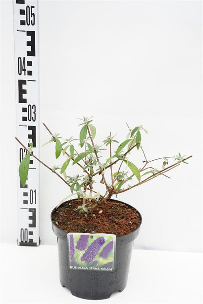 Buddleja d. &