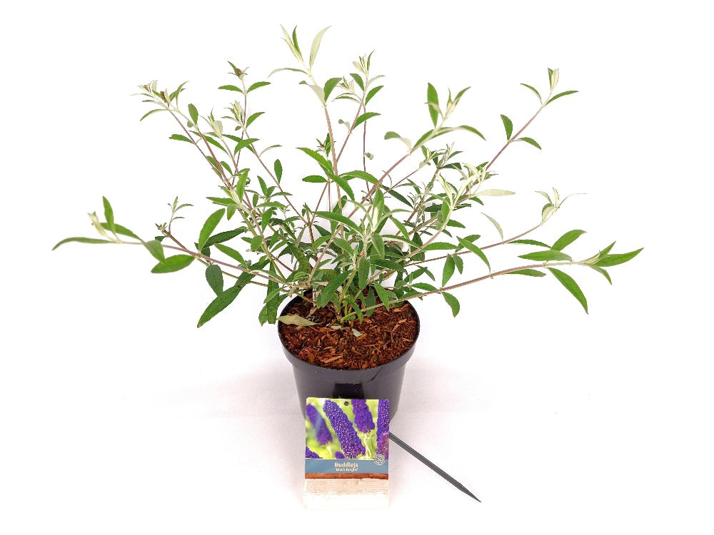 Buddleja d. &