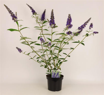 Buddleja d. &