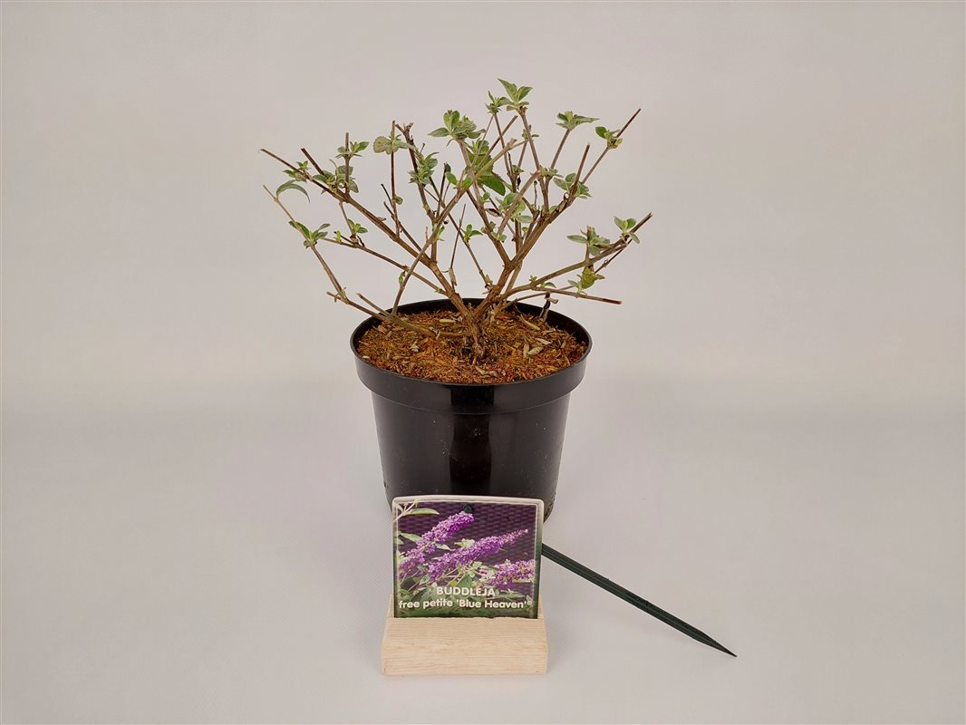 Buddleja d. &