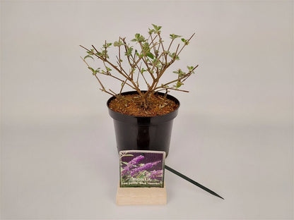 Buddleja d. &