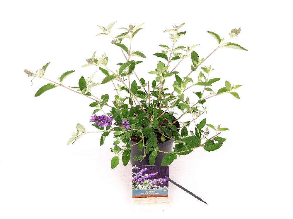 Buddleja d. &
