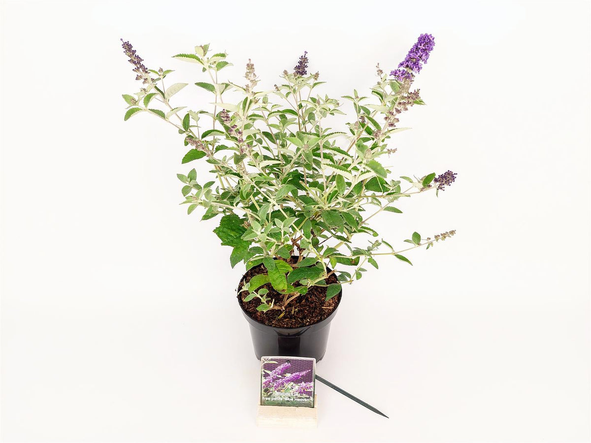 Buddleja d. &