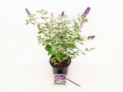 Buddleja d. &