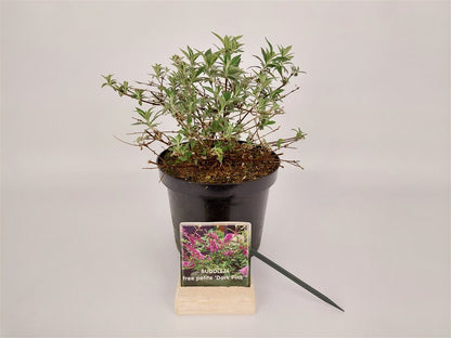 Buddleja d. &