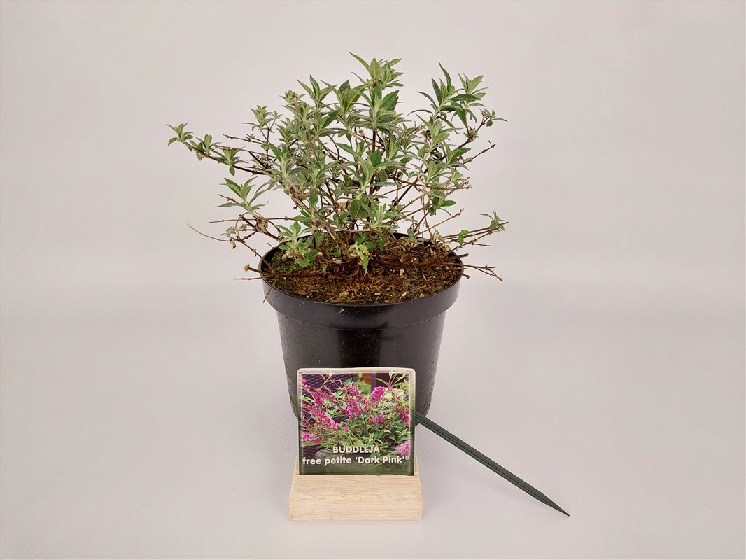 Buddleja d. &