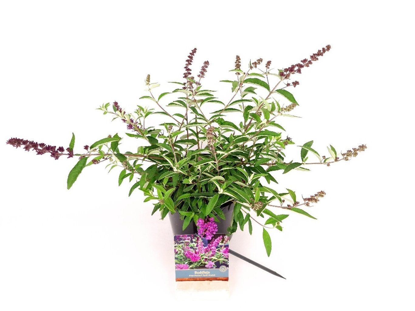 Syrenbuddleja d. &
