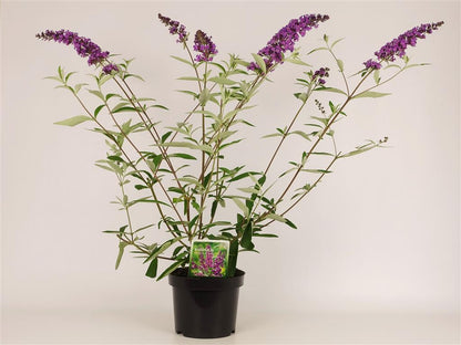 Buddleja d. &