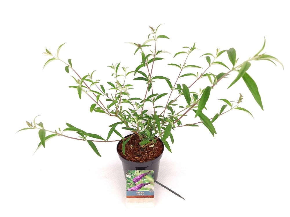 Buddleja d. &